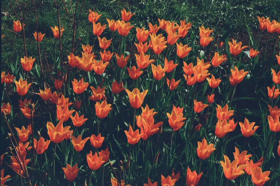 5월 국내 여행지 추천 BEST 7: 숨겨진 명소 & 축제 정보 완벽 가이드