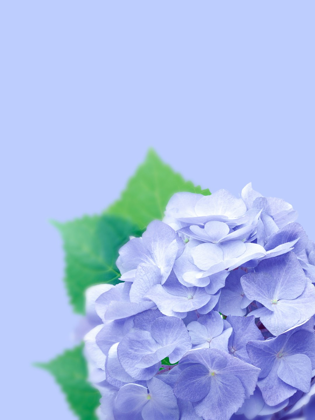 췌장암 초기 증상 더쿠: 생존율 높이는 핵심 정보와 자가진단 완벽 분석