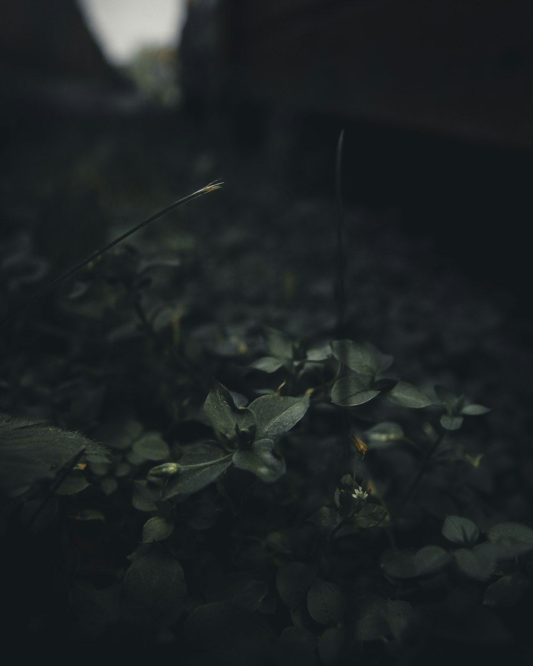 홍학의 자리 X-1 심층 분석: 블랙홀 스포일러 대방출! (최신 연구, 흥미로운 사실)