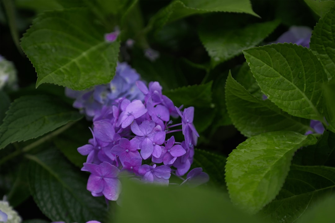 명함 사진 완벽 가이드: 성공적인 첫인상을 위한 필수 전략 (2024 최신)