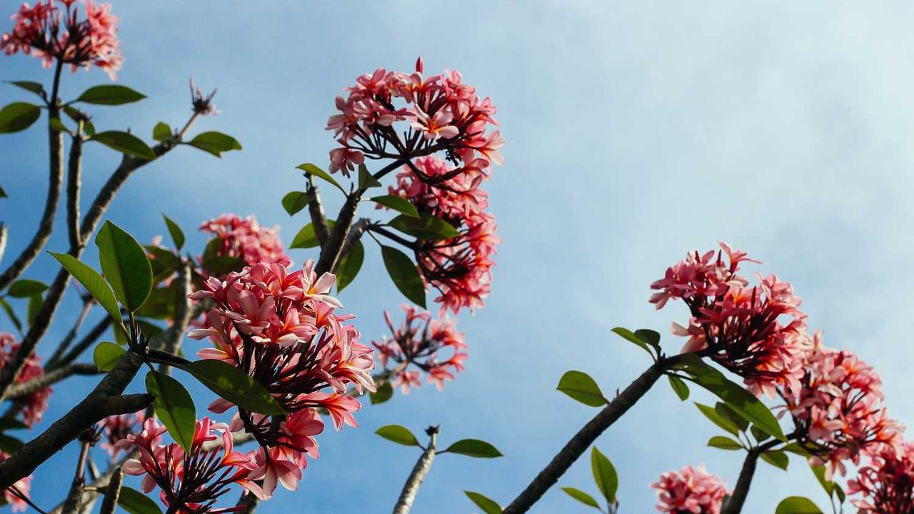 바삭함의 절정! 실패 없는 새우롤 만들기 황금 레시피 (소스 비법 포함)